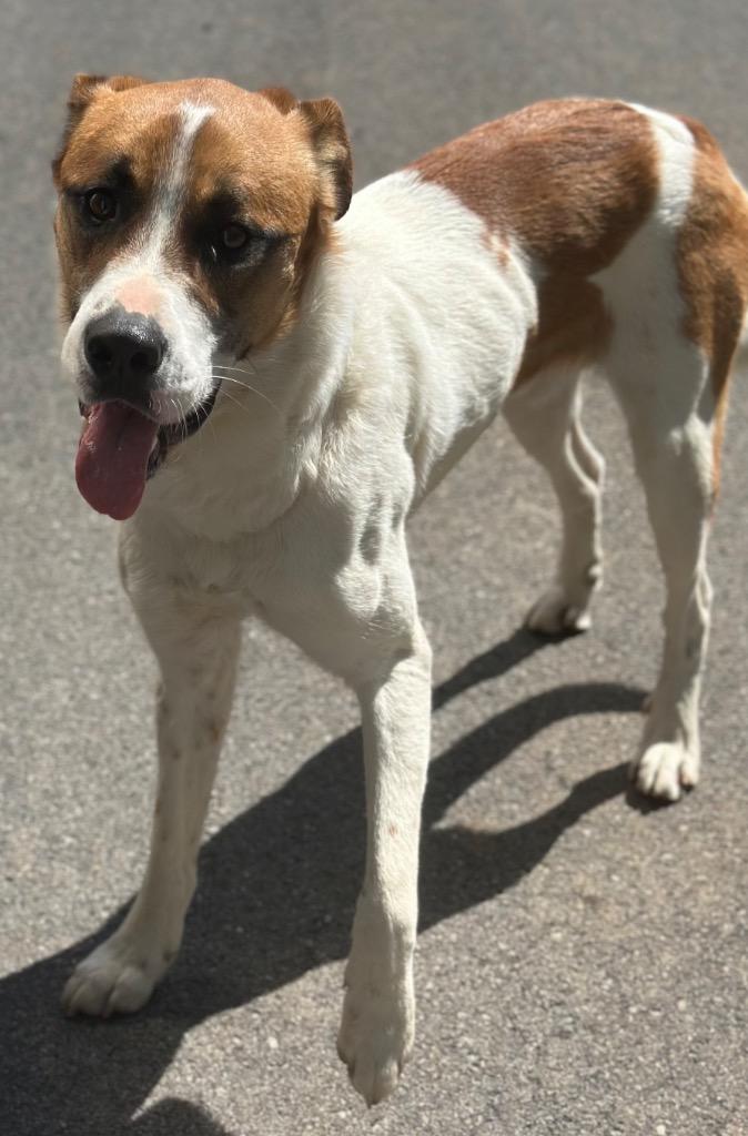 WILKINS, Adoptable, Young Male Mixed Breed.