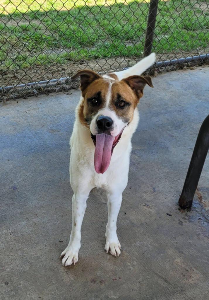 Enlarge WILKINS, a Adoptable mixed breed in Rome, GA image 2/3