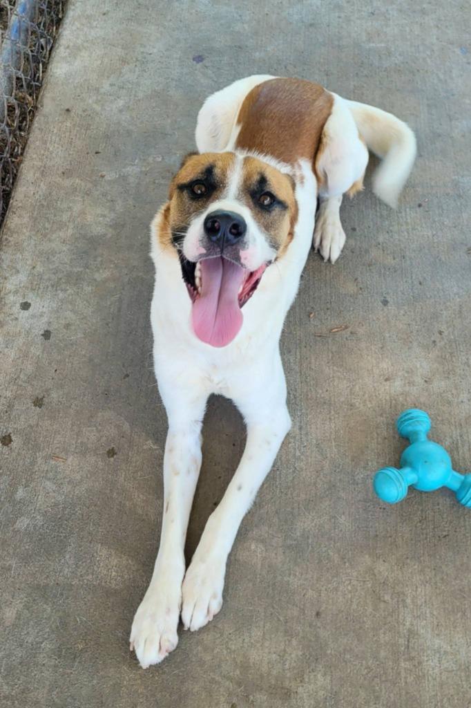 Enlarge WILKINS, a Adoptable mixed breed in Rome, GA image 3/3