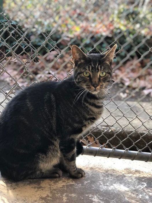 Linguine, Adoptable, Young Male Domestic Short Hair.