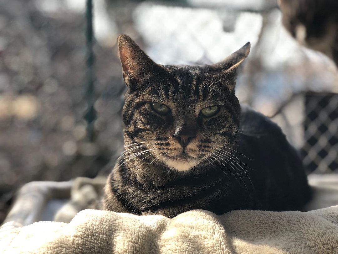 Enlarge Linguine, a Adoptable Domestic Short Hair in East Northport, NY image 2/4