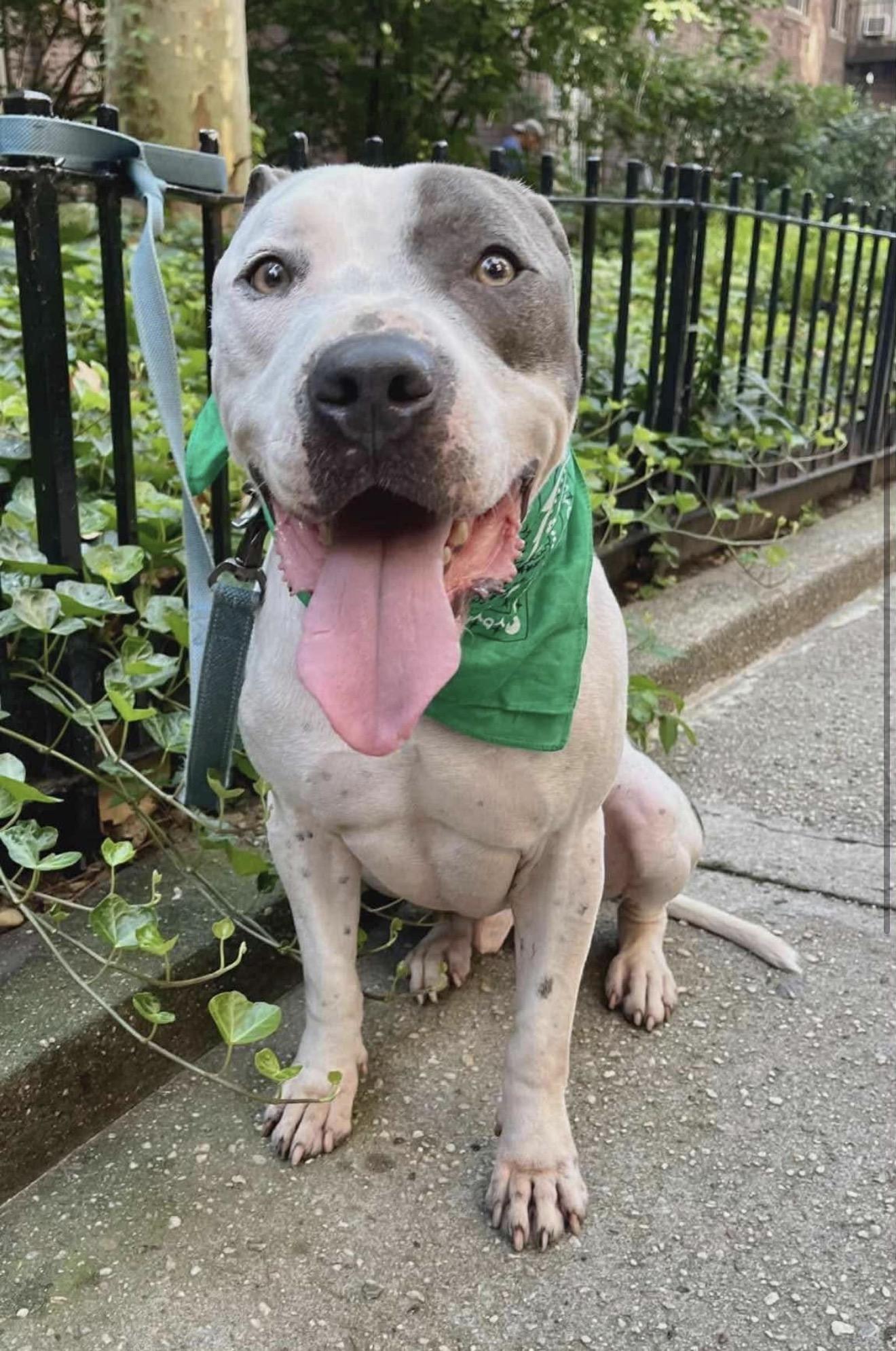 Enlarge ROCKY, a ADOPTABLE Pit Bull Terrier in Dennis, MA image 3/3