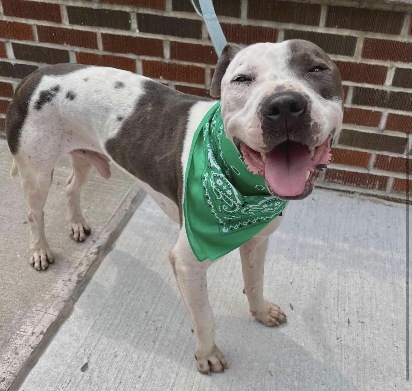 Enlarge ROCKY, a ADOPTABLE Pit Bull Terrier in Dennis, MA image 1/3