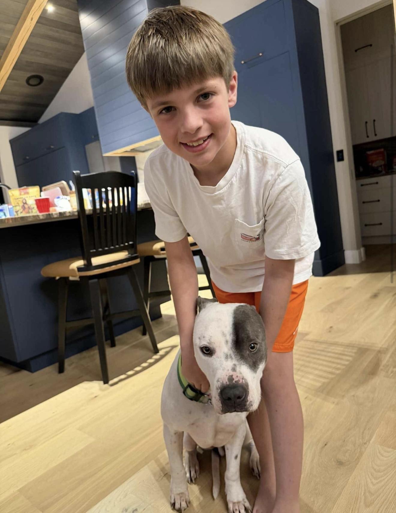 Enlarge ROCKY, a ADOPTABLE Pit Bull Terrier in Dennis, MA image 2/3