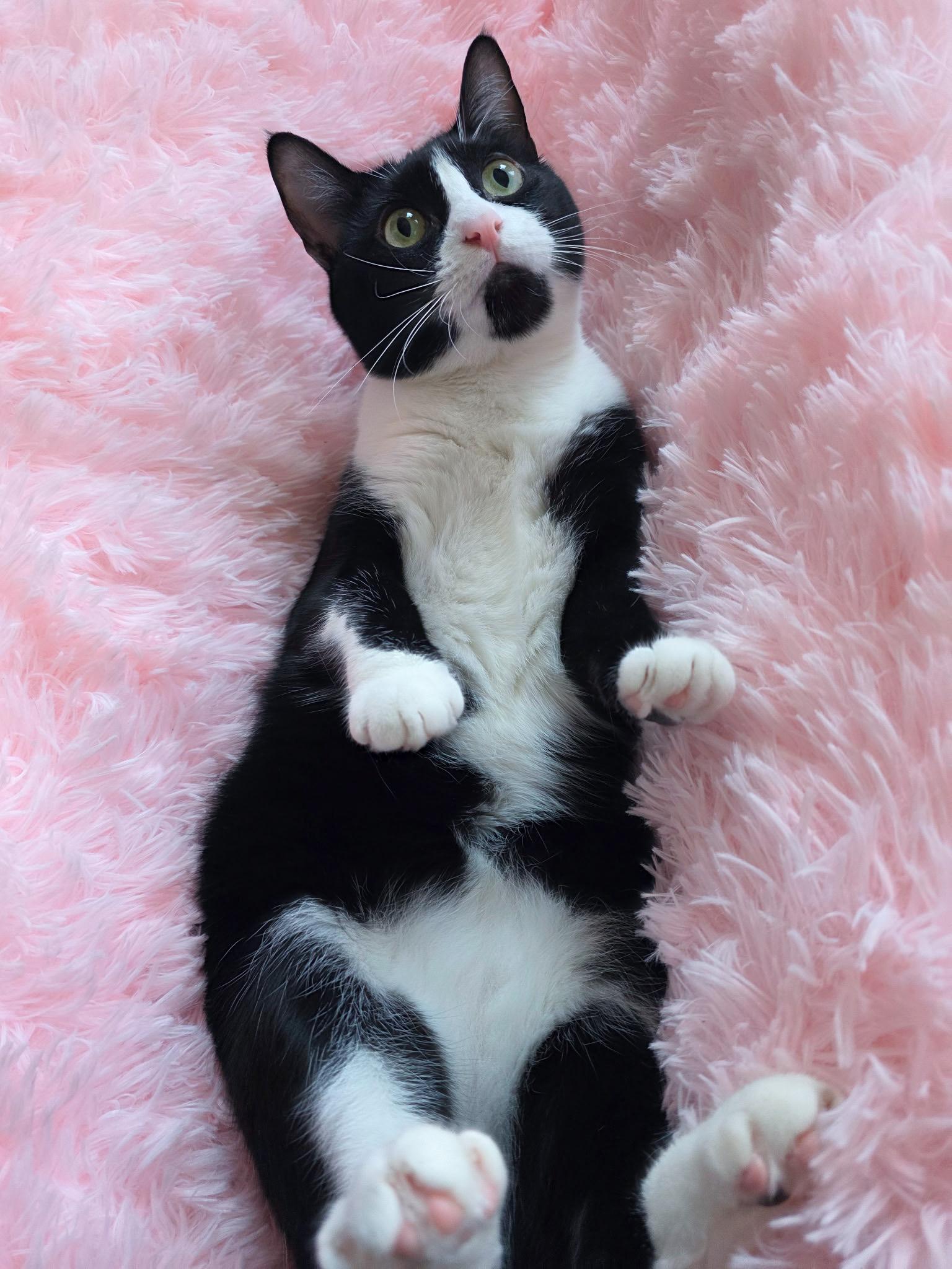 Enlarge Patches, a Adoptable Tuxedo in New Orleans, LA image 2/2