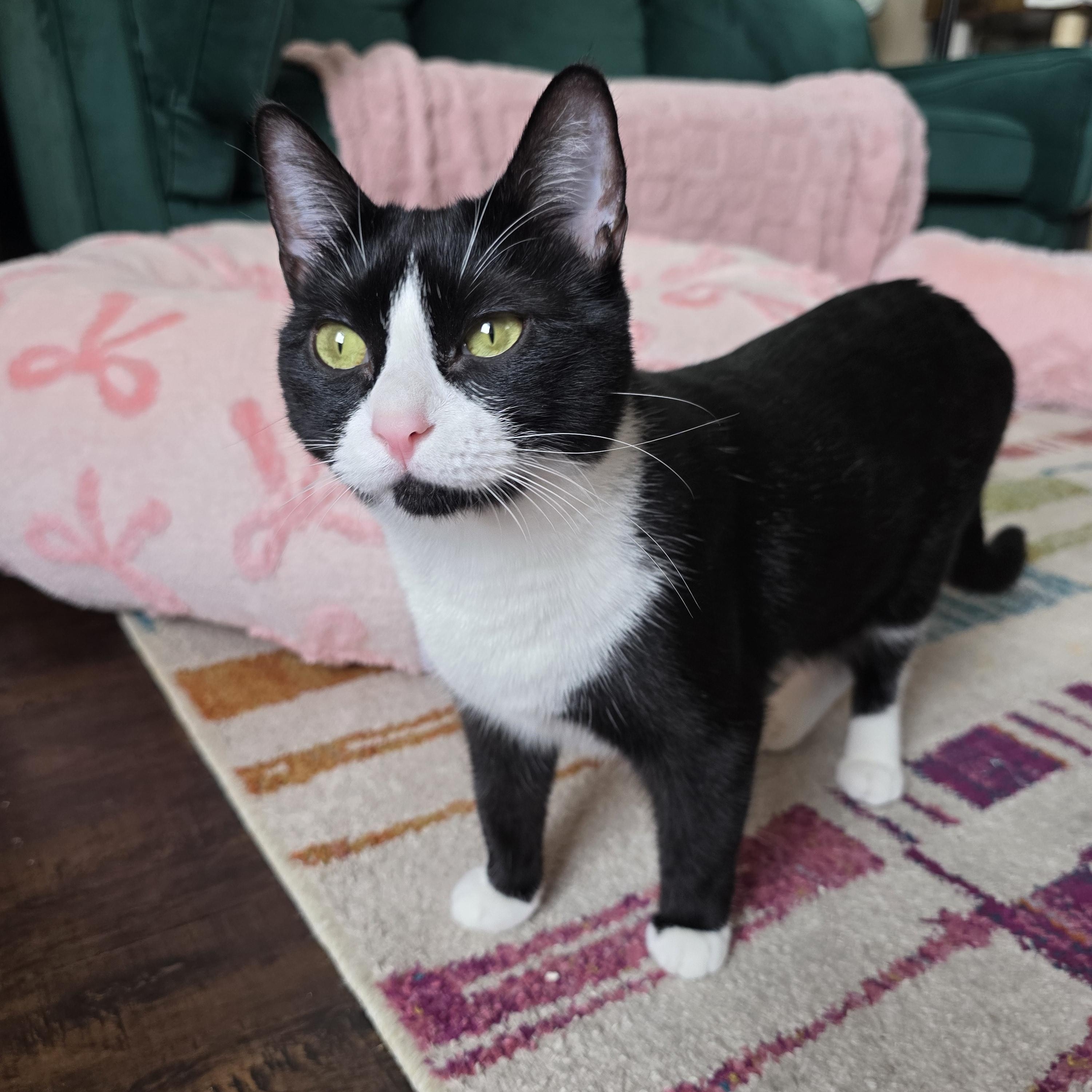 Enlarge Patches, a Adoptable Tuxedo in New Orleans, LA image 1/2