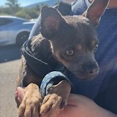 Anubis, a ADOPTABLE mixed breed in Bernalillo, NM image 3/5