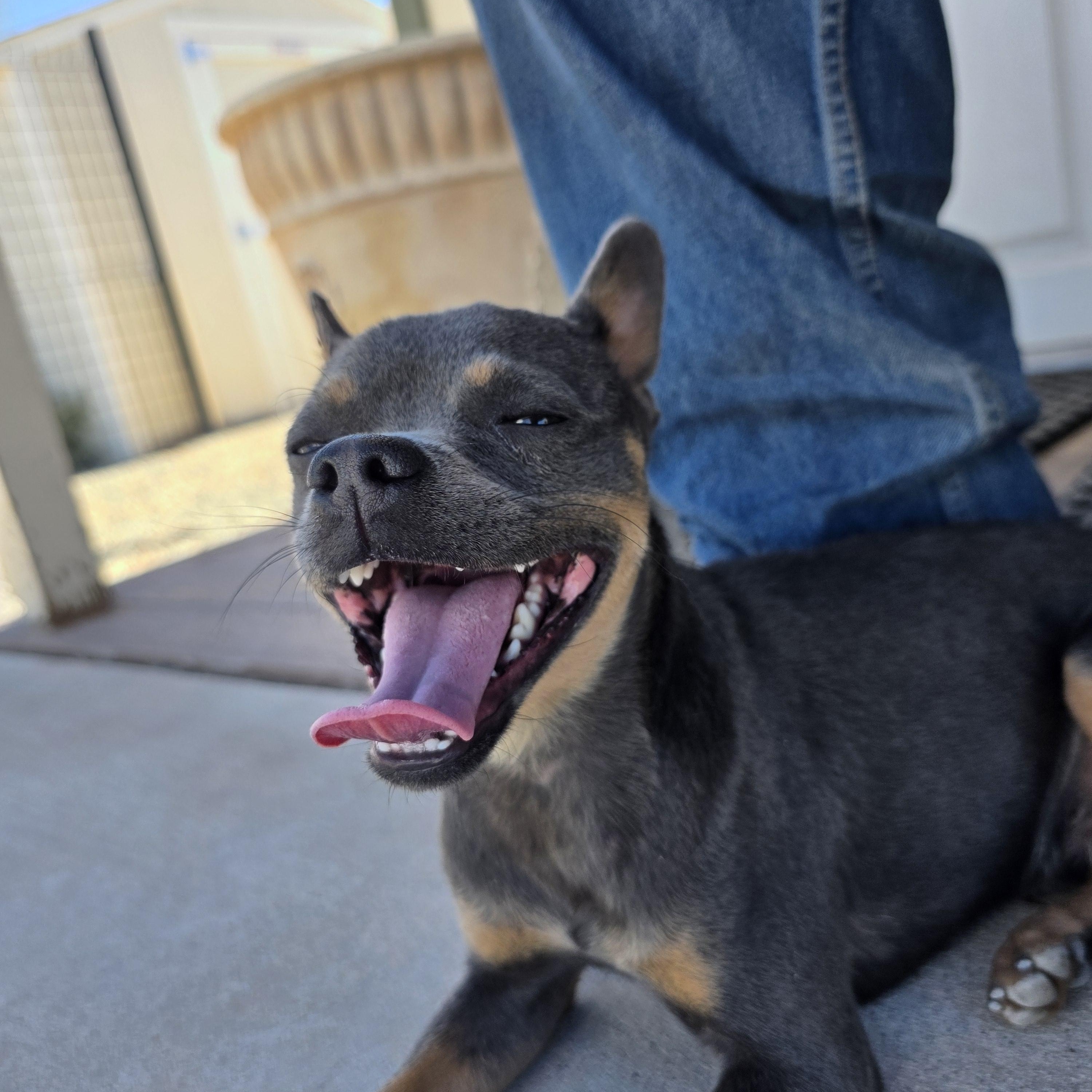 Anubis, a ADOPTABLE mixed breed in Bernalillo, NM image 4/5