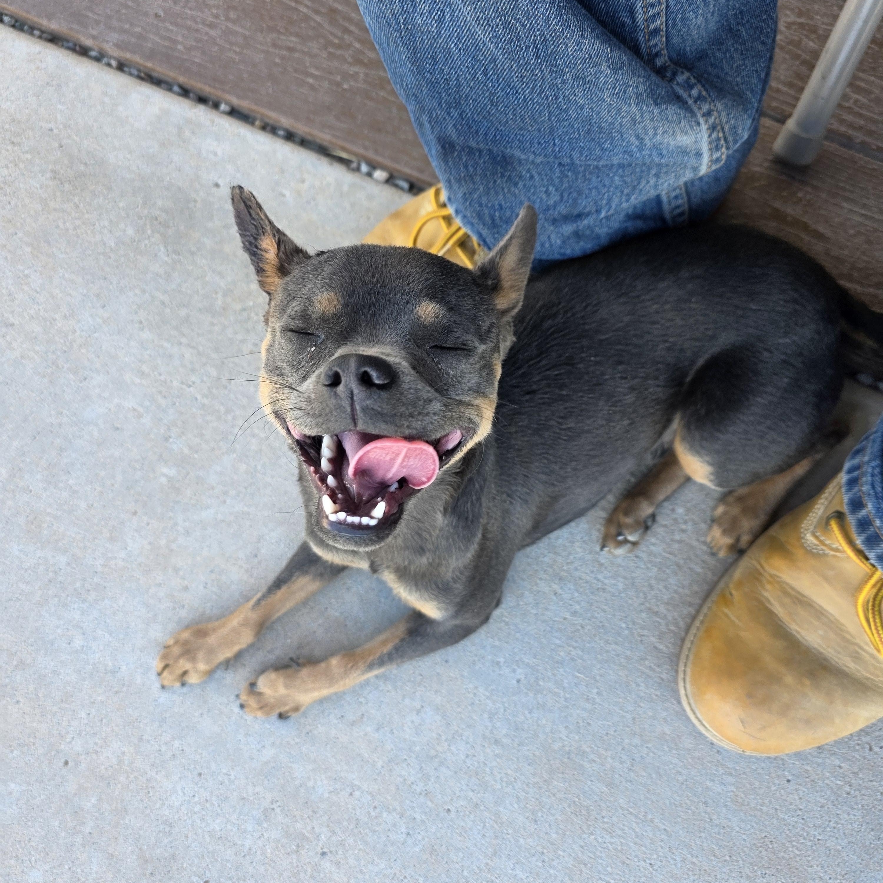 Anubis, a ADOPTABLE mixed breed in Bernalillo, NM image 2/5