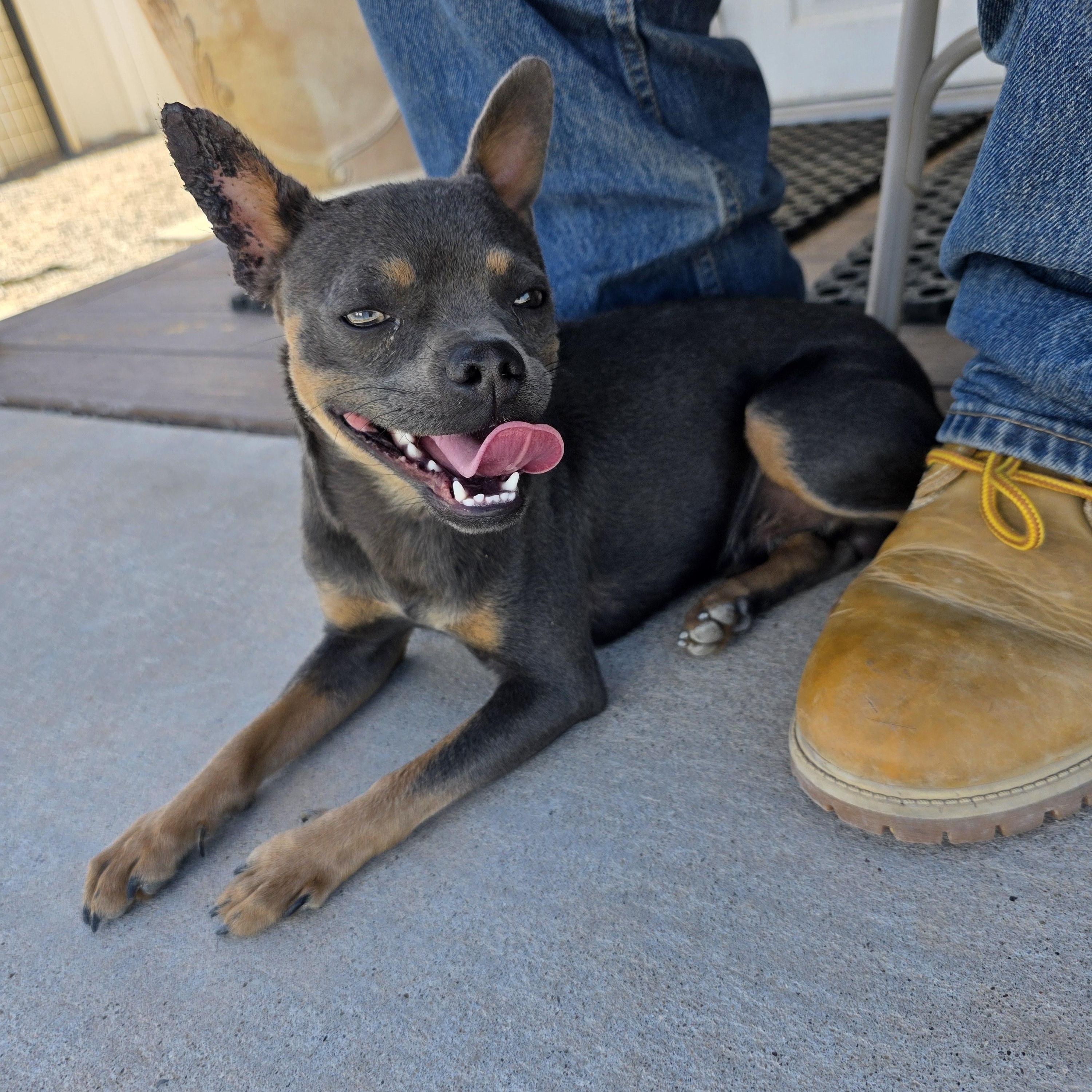 Anubis, ADOPTABLE, Young Male Chihuahua.