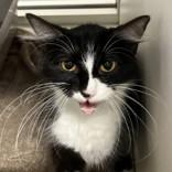 Enlarge Francine, a Adoptable Domestic Medium Hair in Hilliard, OH image 1/1
