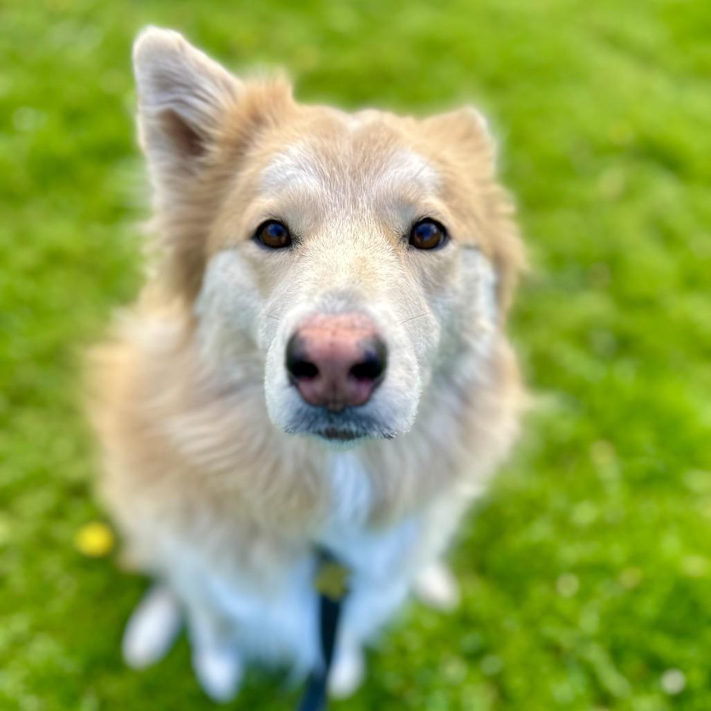 COOKIE, Adoptable, Adult Female Rough Collie & Siberian Husky.