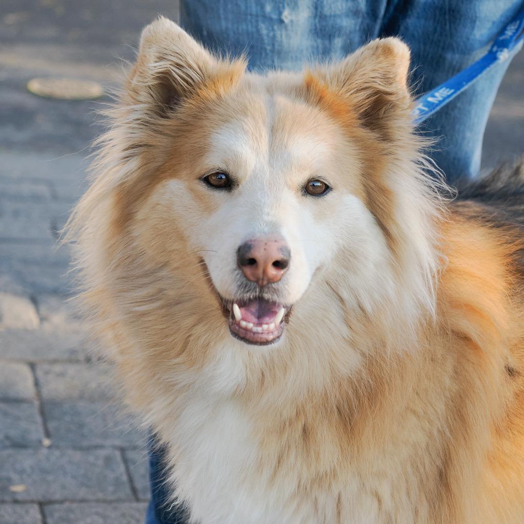 Enlarge COOKIE, a Adoptable mixed breed in Point Richmond, CA image 3/6