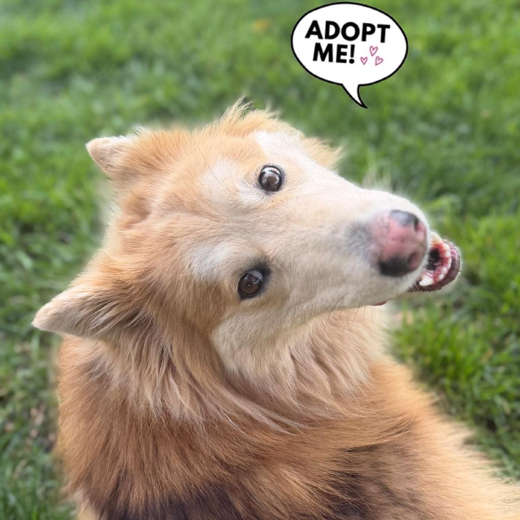 Enlarge COOKIE, a Adoptable mixed breed in Point Richmond, CA image 5/6