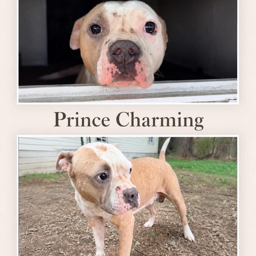 Enlarge Prince Charming *, a Adoptable Terrier in Hackett, AR image 1/3