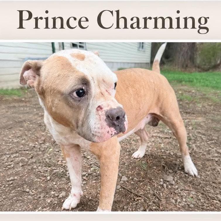Enlarge Prince Charming *, a Adoptable Terrier in Hackett, AR image 2/3