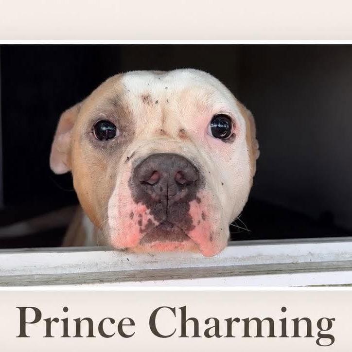 Enlarge Prince Charming *, a Adoptable Terrier in Hackett, AR image 3/3