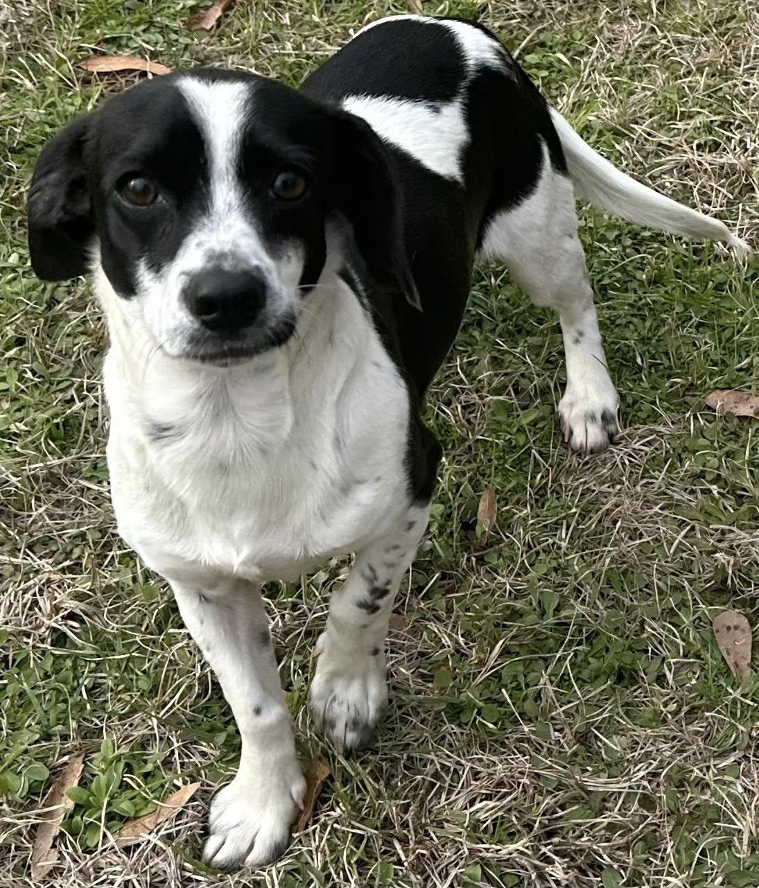 Barney, ADOPTABLE, Young Male Dachshund.