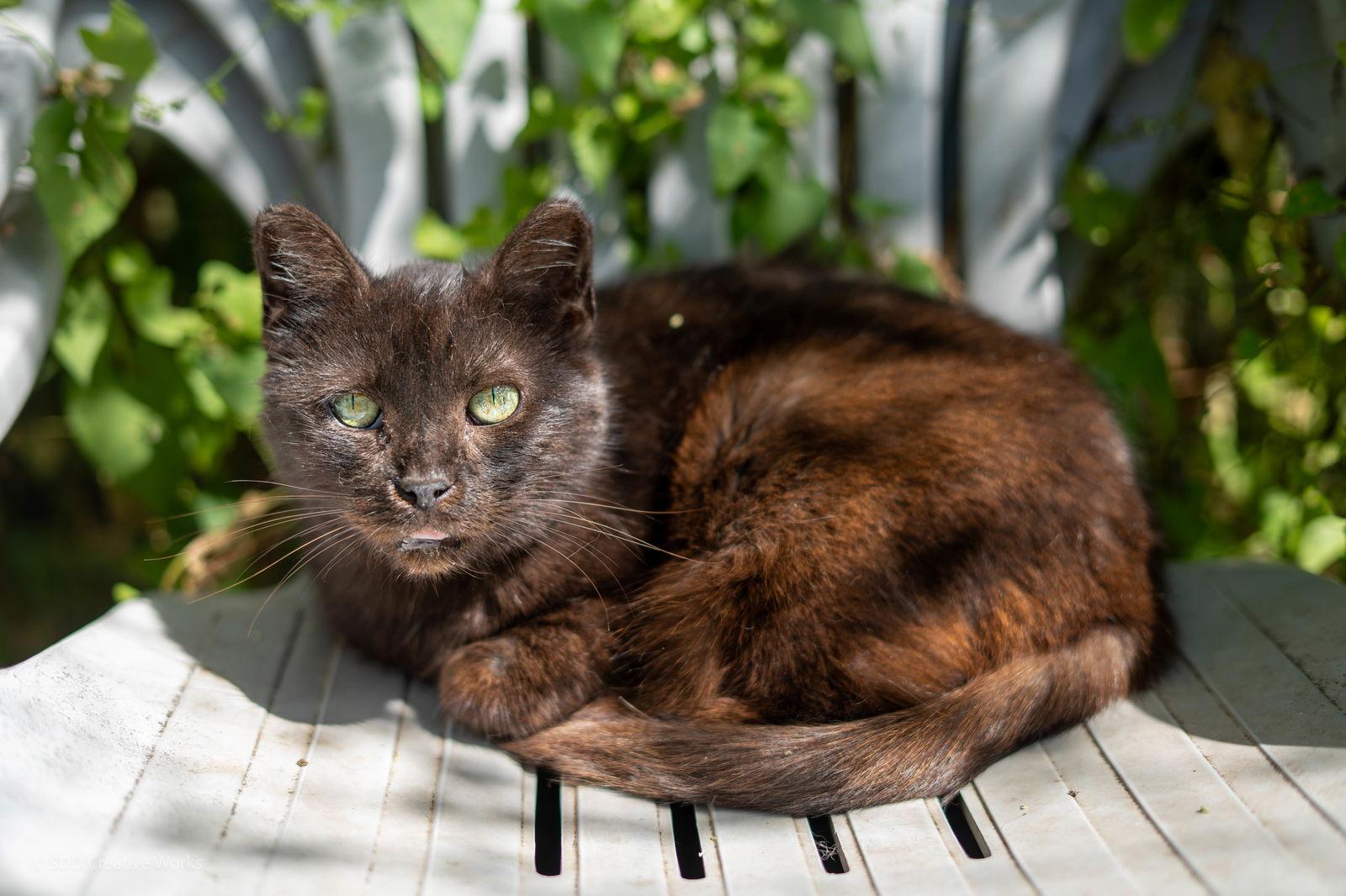 Precious, Adoptable, Adult Female American Shorthair.