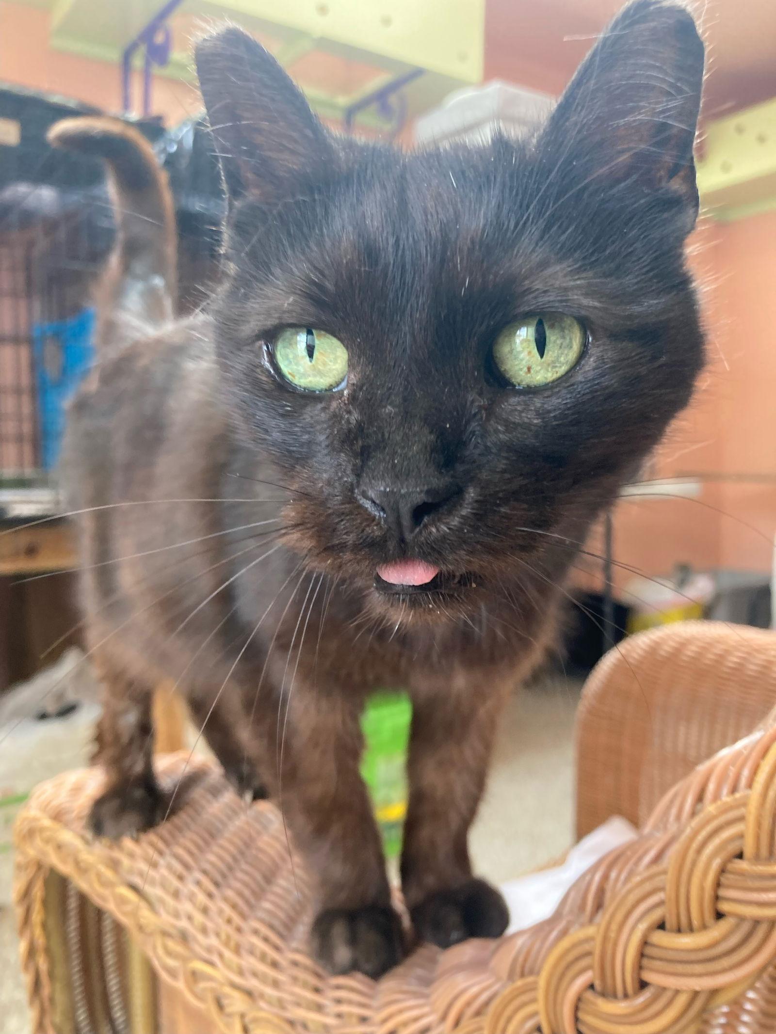 Precious, a Adoptable American Shorthair in Maywood, IL image 3/6