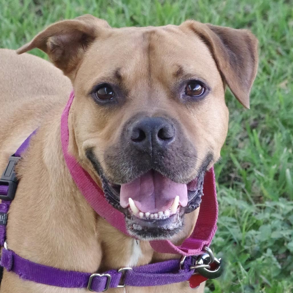 Enlarge Scooby, a Adoptable mixed breed in Miami, FL image 5/5