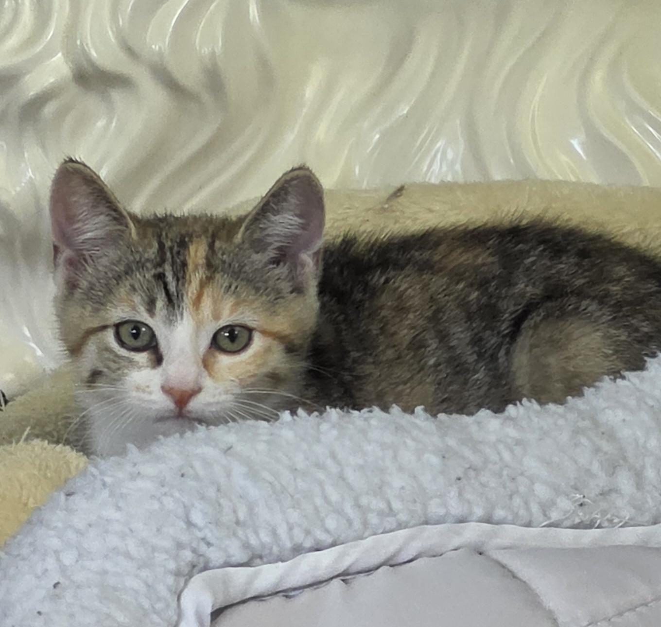 Ginger, a Adoptable Domestic Short Hair in Mount Juliet, TN image 2/6