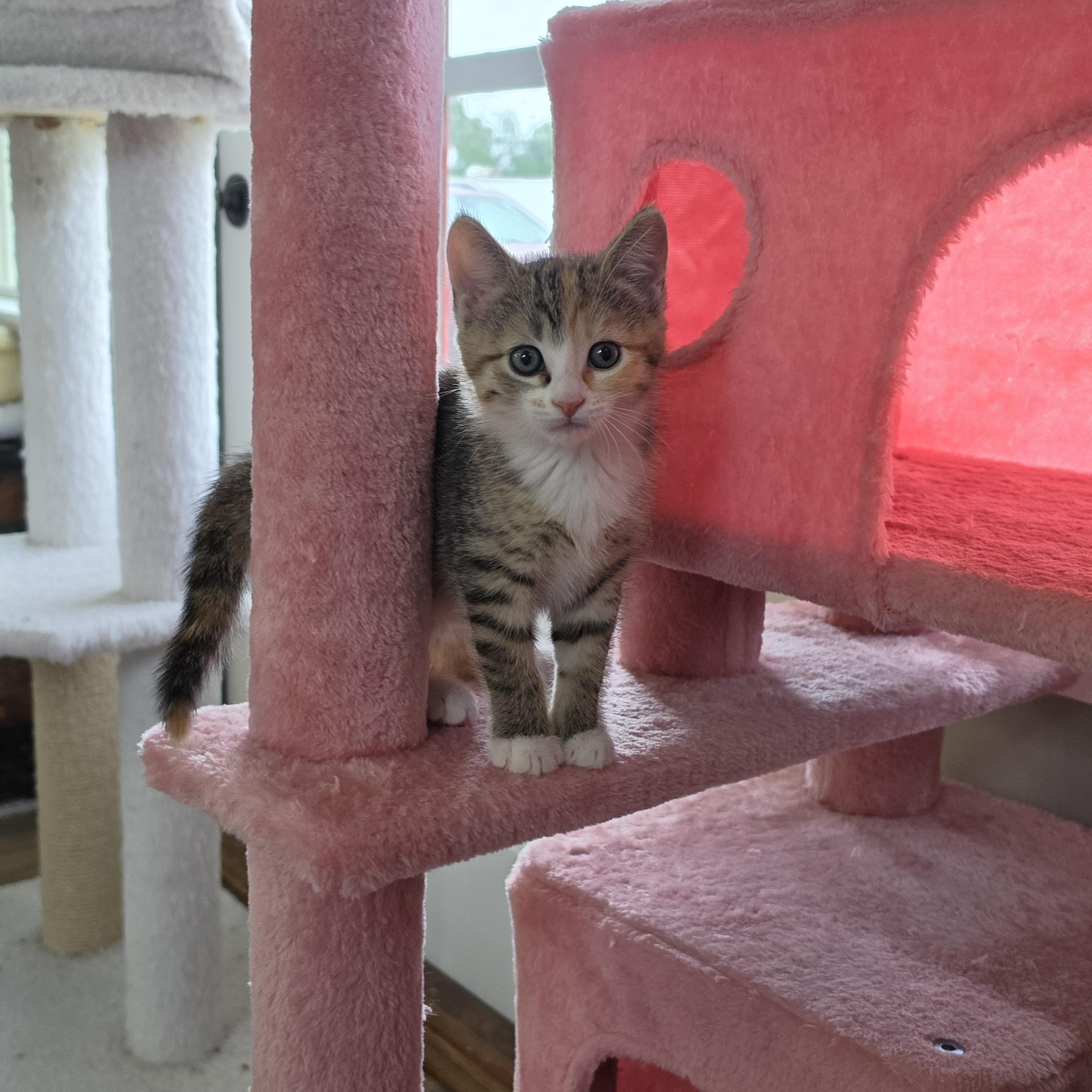Ginger, Adoptable, Kitten Female Domestic Short Hair.