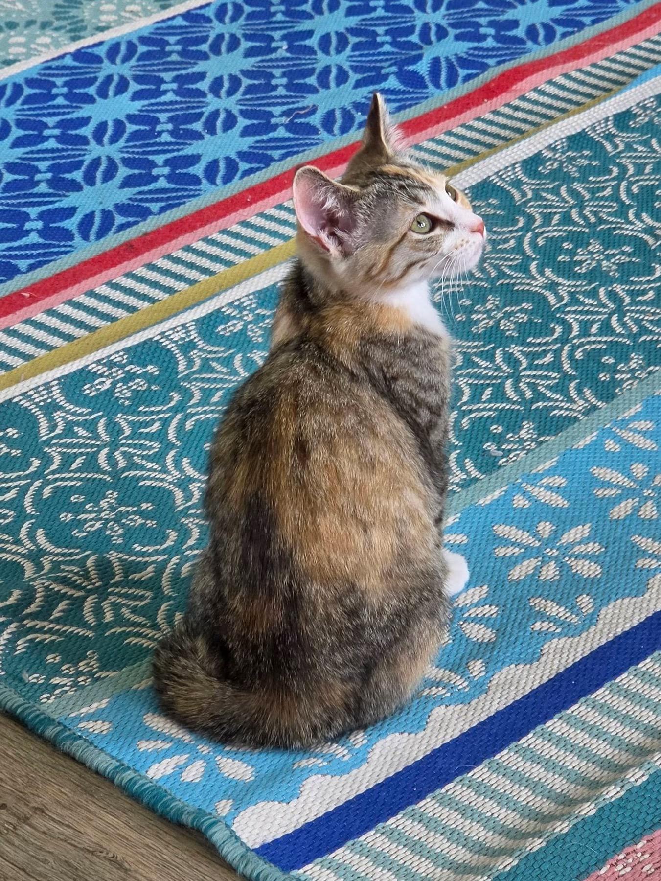 Ginger, an adopted Domestic Short Hair in Mount Juliet, TN image 2/6
