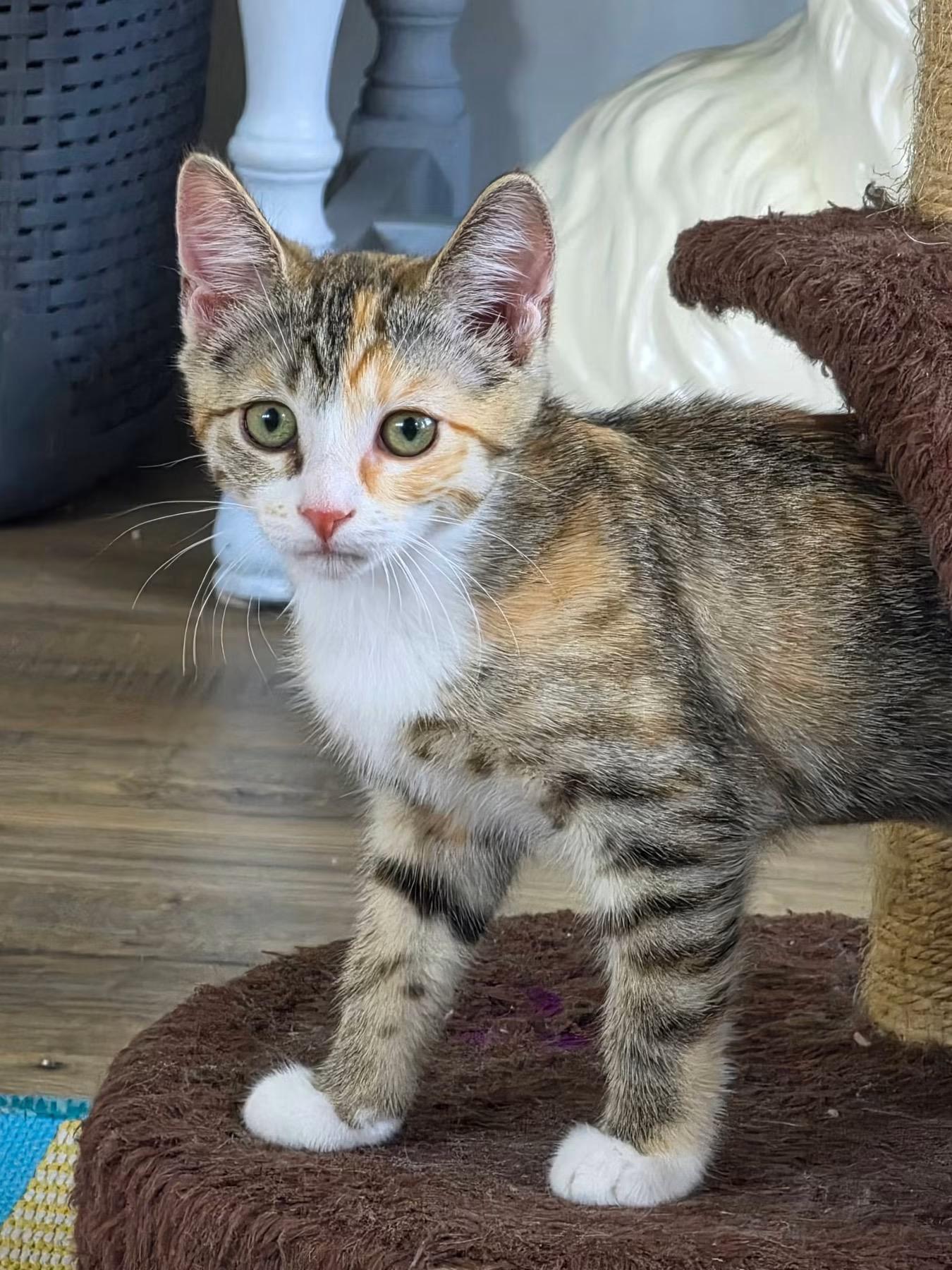 Ginger, an adopted Domestic Short Hair in Mount Juliet, TN image 1/6