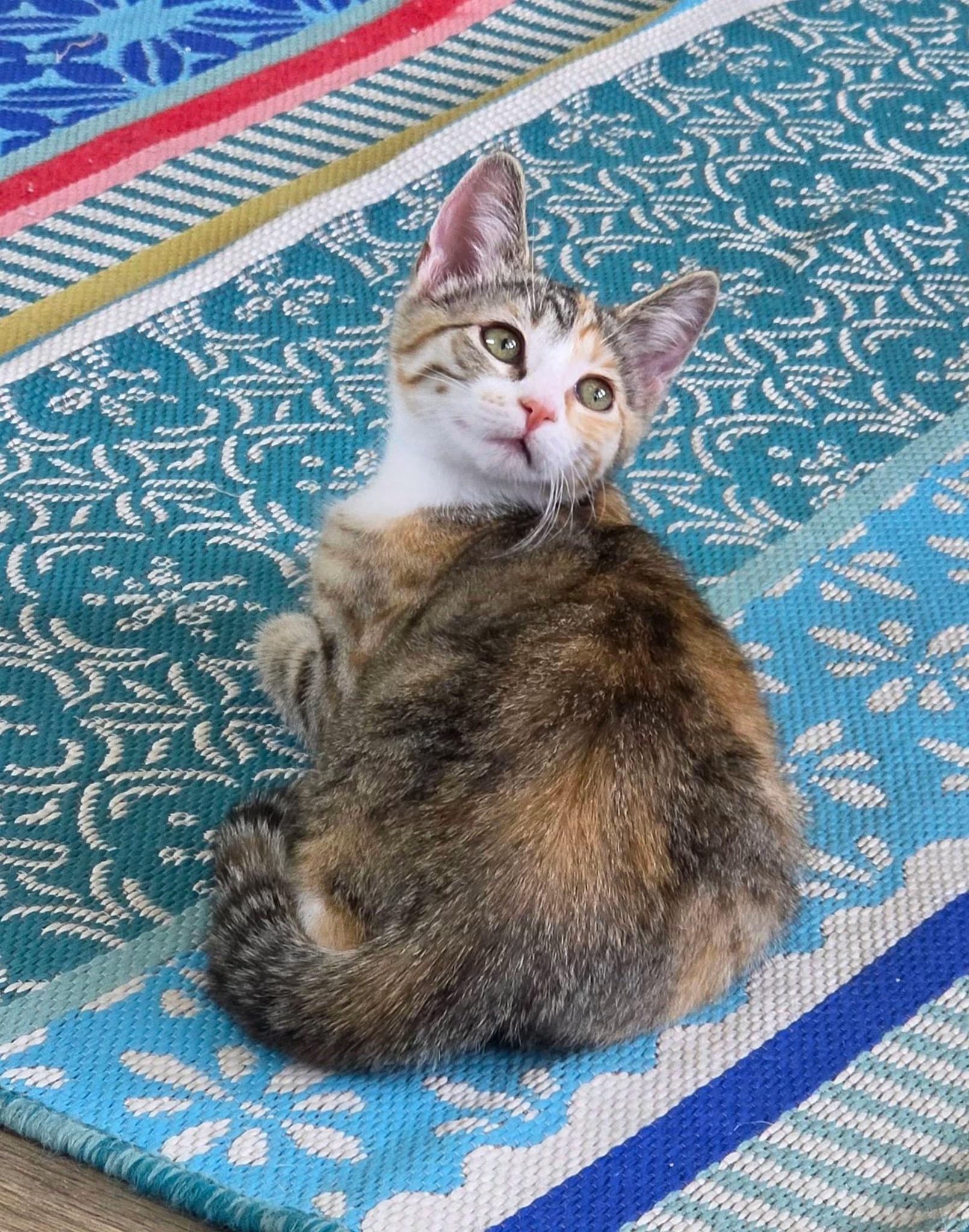 Ginger, an adopted Domestic Short Hair in Mount Juliet, TN image 6/6