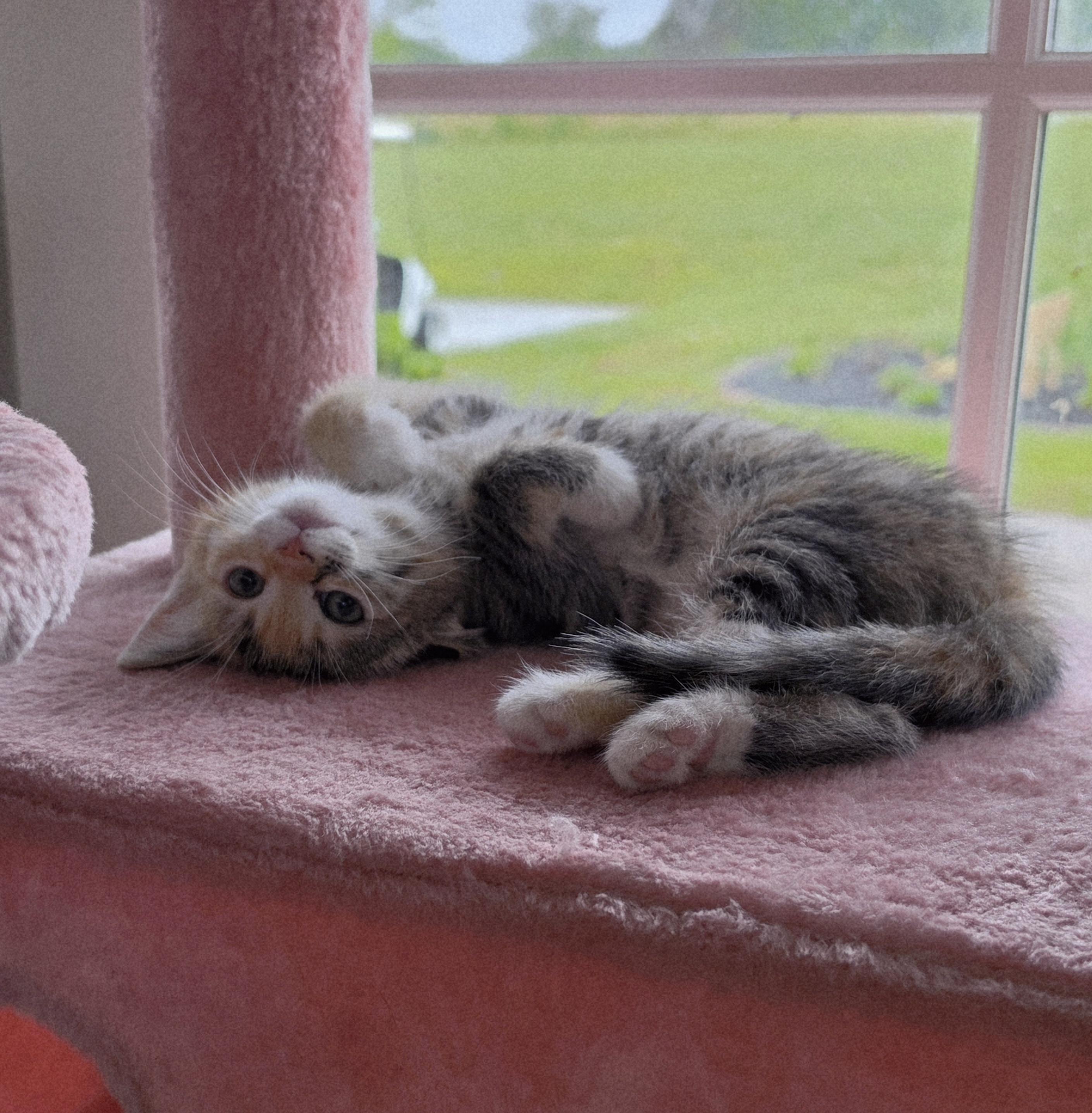 Ginger, a Adoptable Domestic Short Hair in Mount Juliet, TN image 5/6