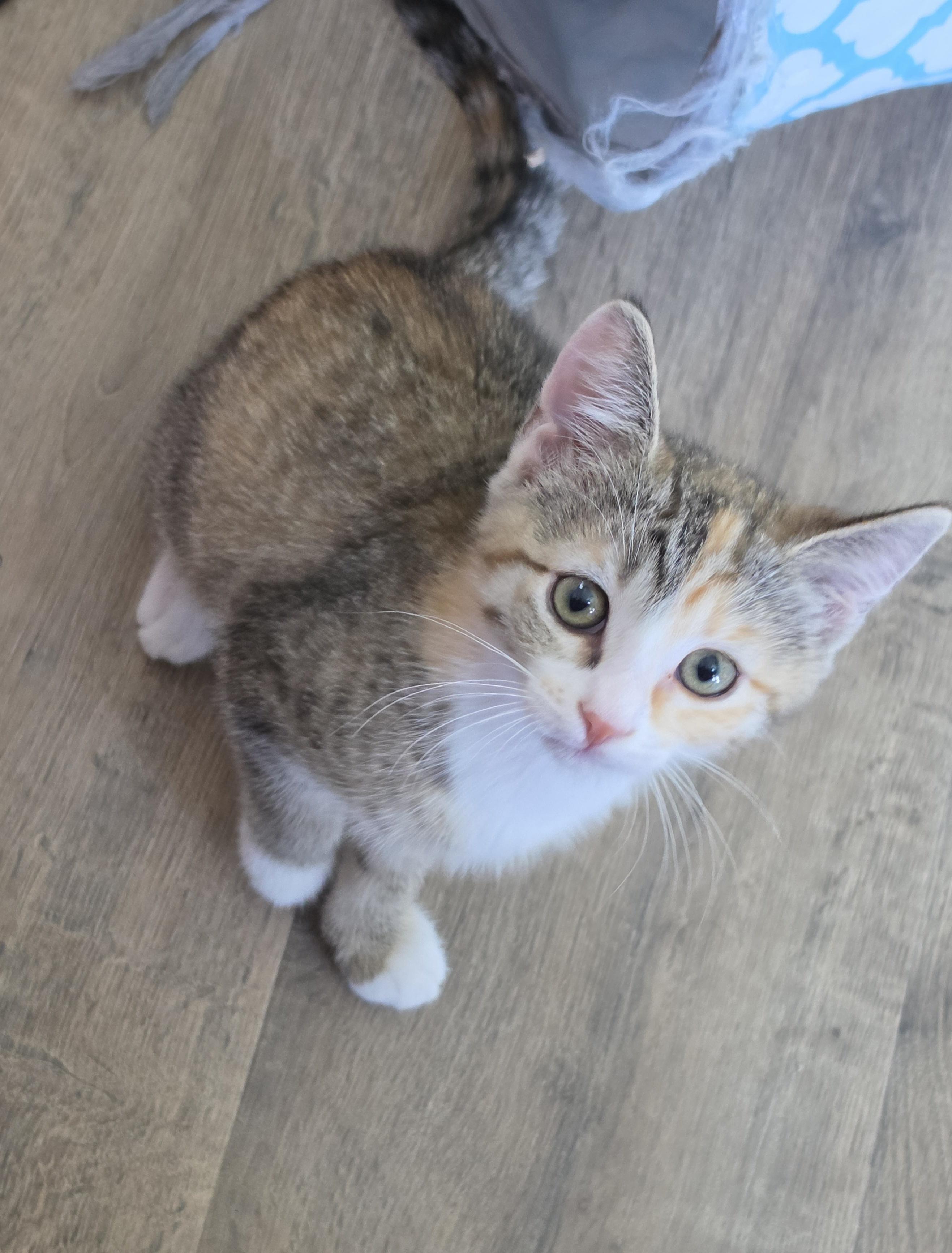 Ginger, a Adoptable Domestic Short Hair in Mount Juliet, TN image 3/6