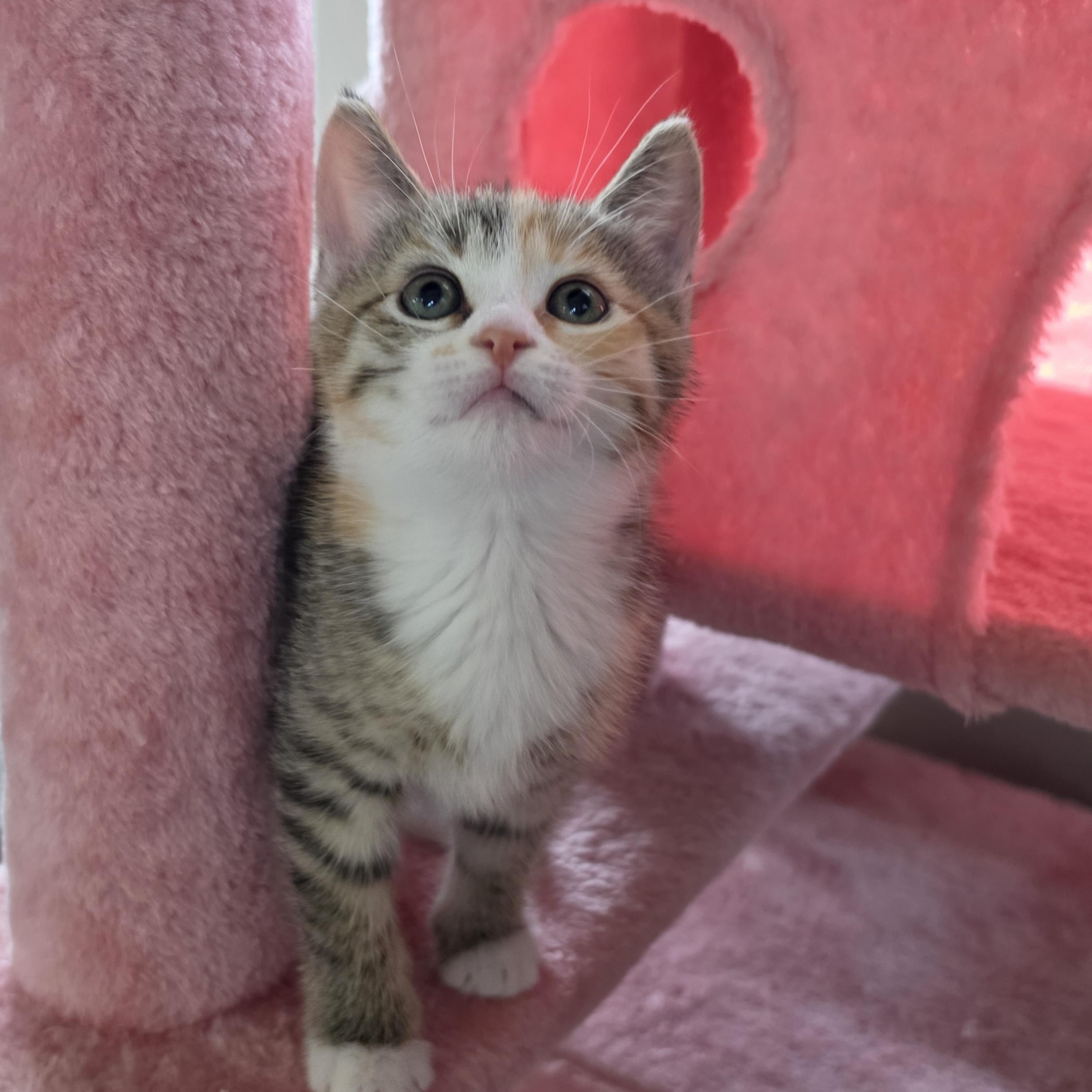Ginger, a Adoptable Domestic Short Hair in Mount Juliet, TN image 6/6