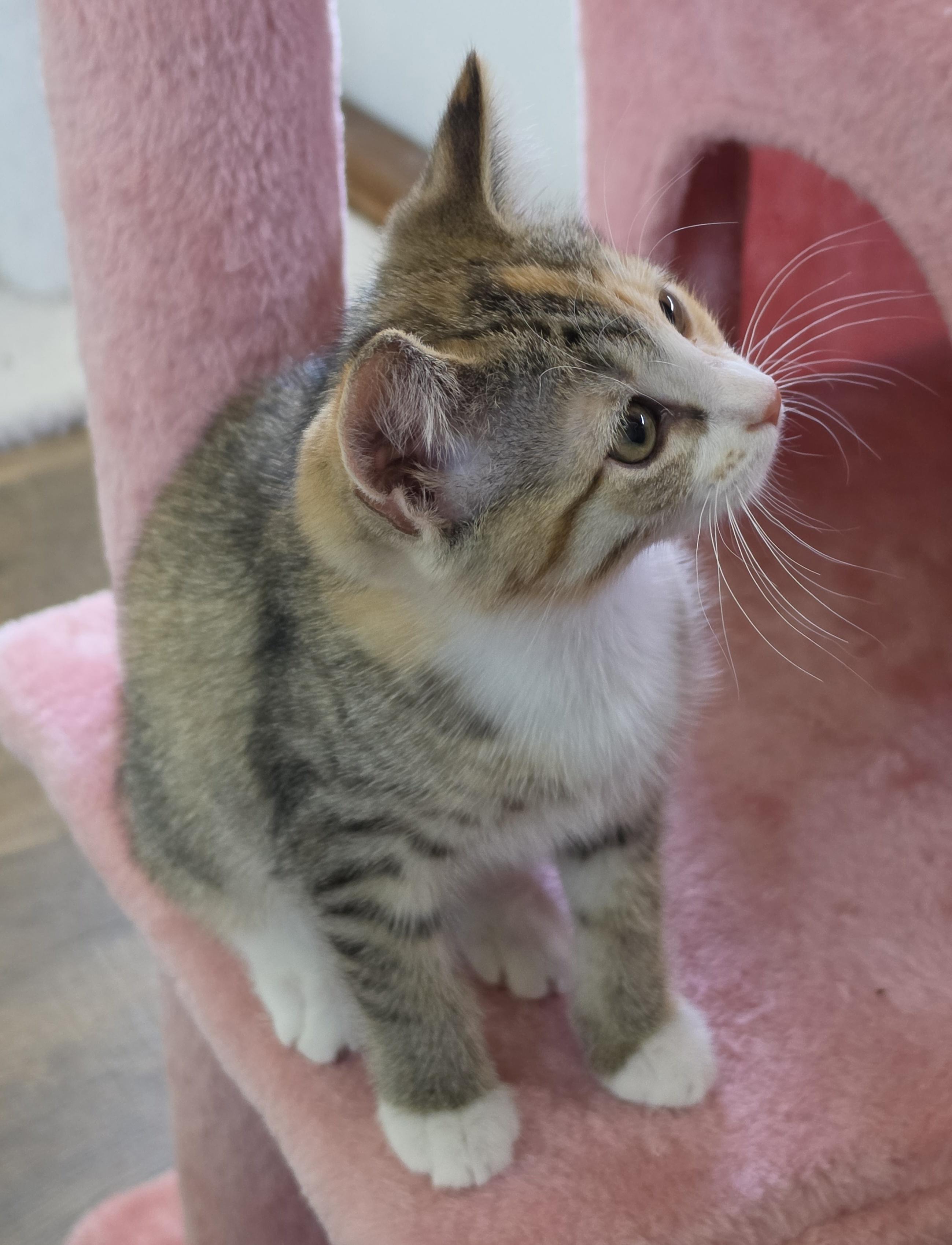 Ginger, a Adoptable Domestic Short Hair in Mount Juliet, TN image 4/6