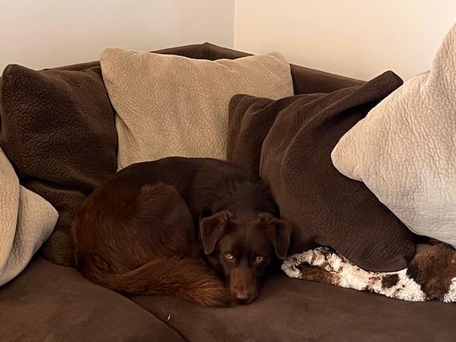 Doyle, an adoptable mixed breed in Aurora, IL image 2/6