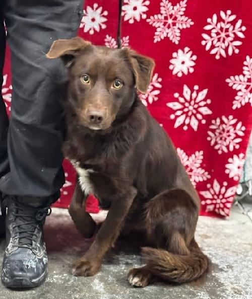 Doyle, ADOPTABLE, Young Male Australian Shepherd.