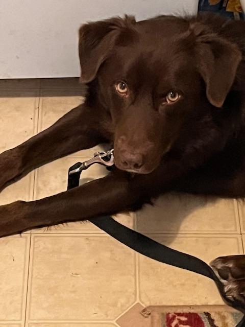 Doyle, an adoptable mixed breed in Aurora, IL image 4/6