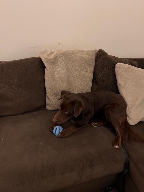 Doyle, an adoptable mixed breed in Aurora, IL image 5/6