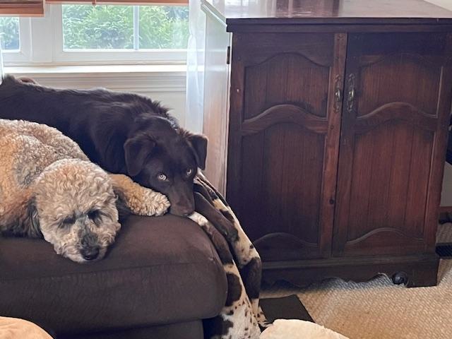 Doyle, an adoptable mixed breed in Aurora, IL image 3/6