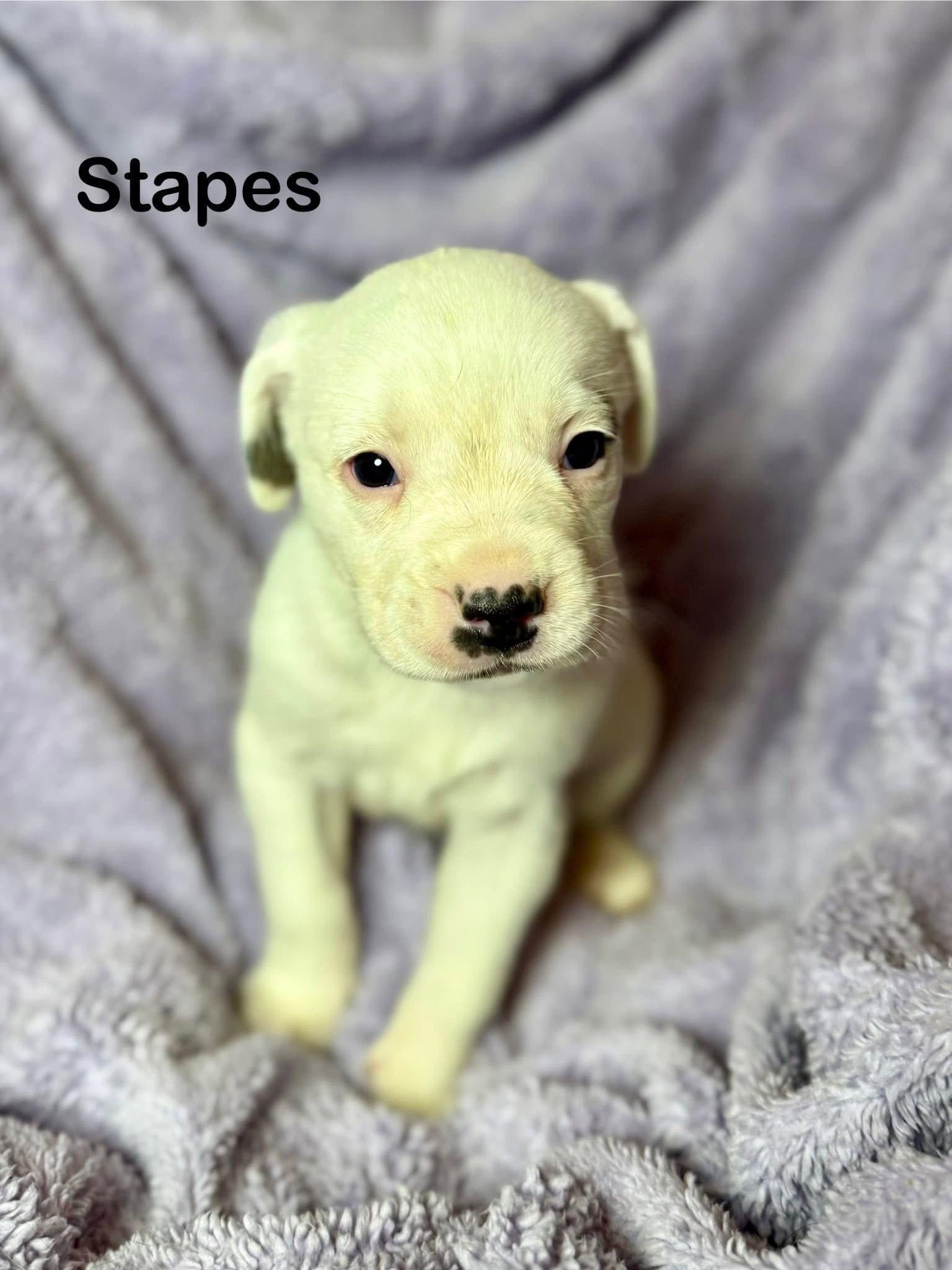Stapes, Adoptable, Puppy Female Mixed Breed.