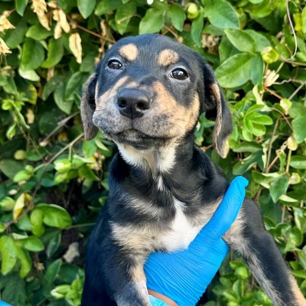 Soup, Adoptable, Puppy Male American Staffordshire Terrier.