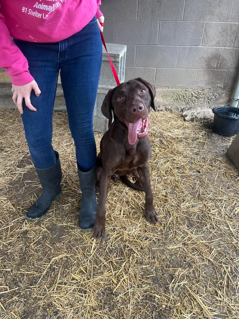 Peanut, Adoptable, Young Male Mixed Breed & Labrador Retriever.