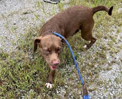 Mrs.Smith, Adoptable, Adult Female Mixed Breed & Mixed Breed.