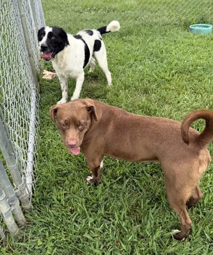 Enlarge Mrs.Smith, a Adoptable mixed breed in Columbus, IN image 2/3