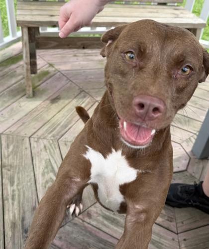 Enlarge Mrs.Smith, a Adoptable mixed breed in Columbus, IN image 3/3