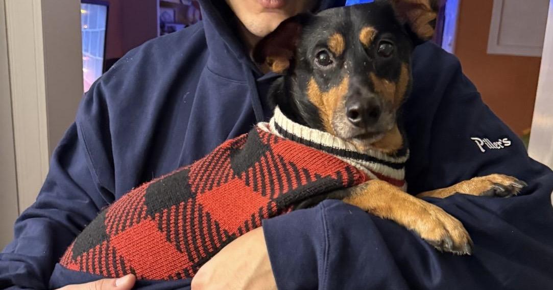 Enlarge OSCAR MEYER WEINER - Dog & cat friendly, a Adoptable mixed breed in North York, ON image 1/5