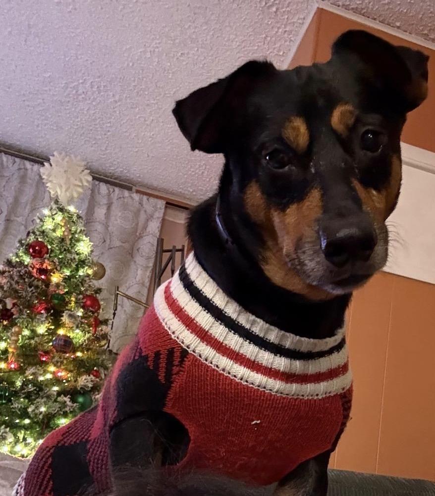 Enlarge OSCAR MEYER WEINER - Dog & cat friendly, a Adoptable mixed breed in North York, ON image 3/5