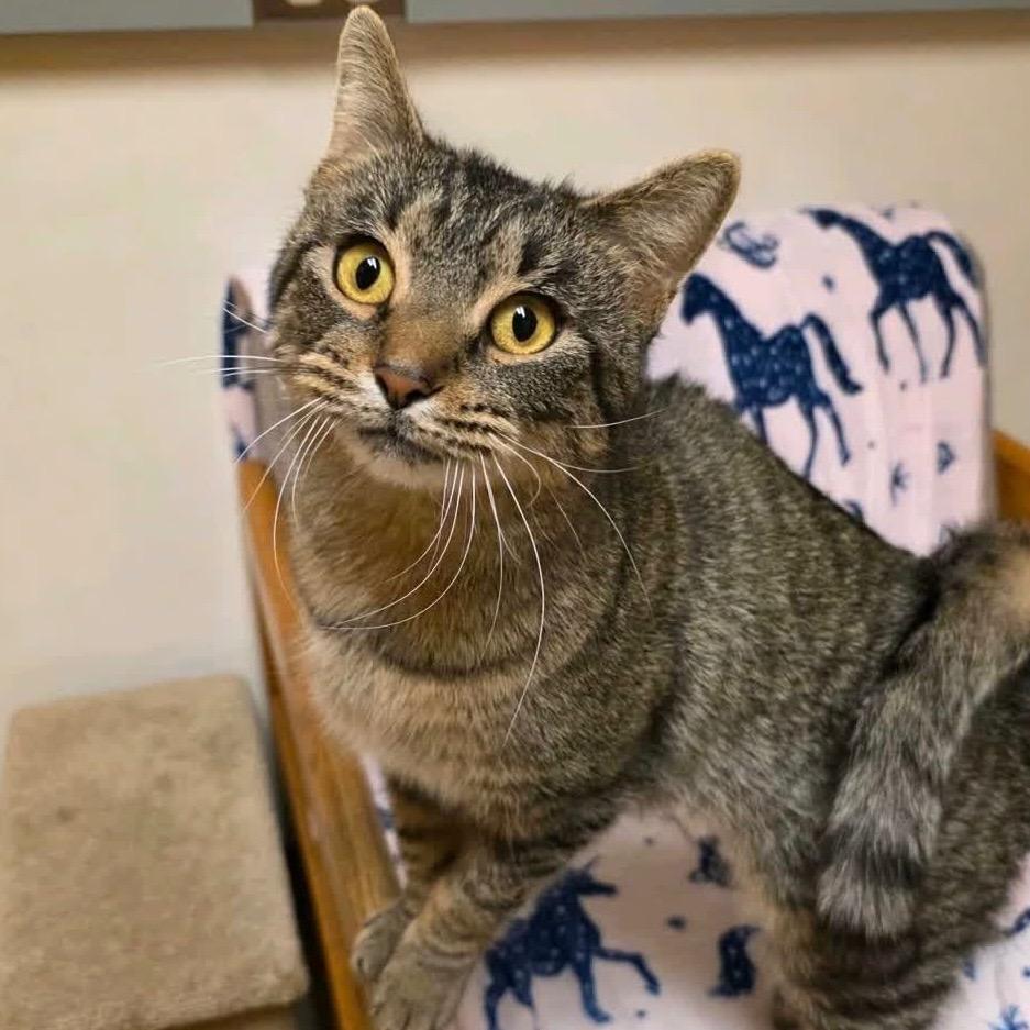 Roly Poly, Adoptable, Young Female Domestic Short Hair.