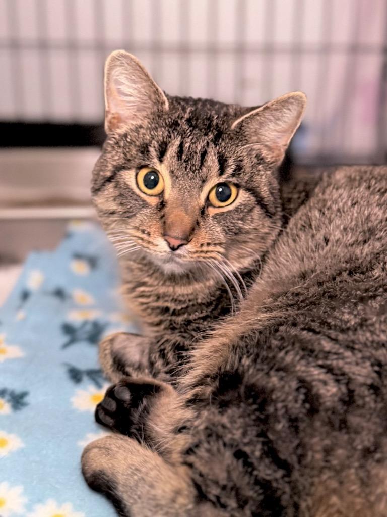 Roly Poly, Adoptable, Young Female Domestic Short Hair.