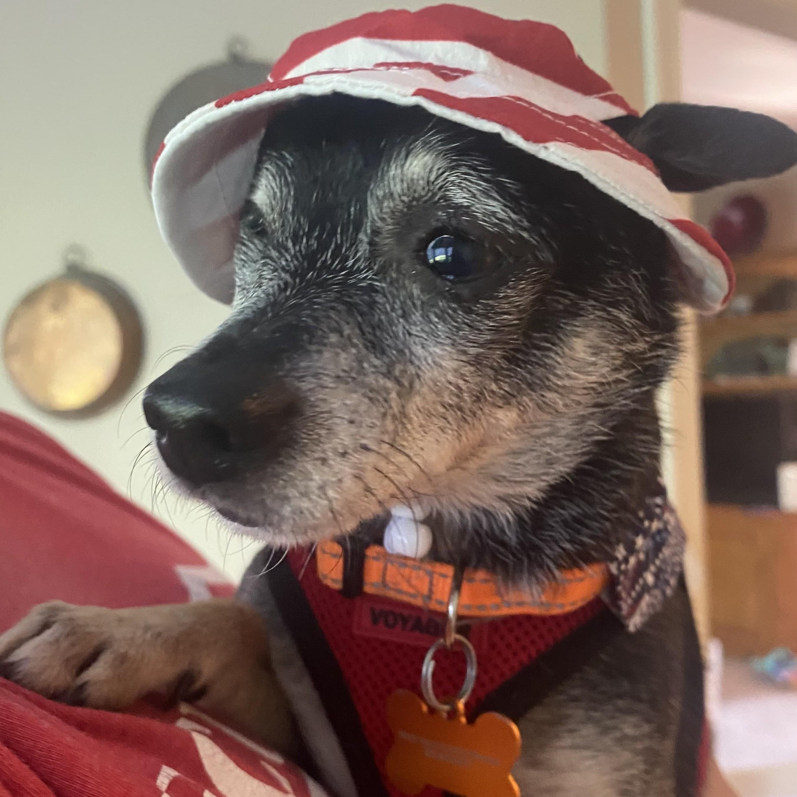 Enlarge Fitz, a Adoptable mixed breed in Normal, IL image 6/6